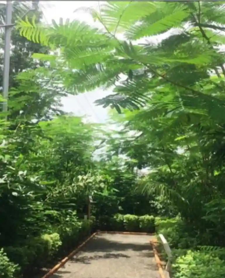 Miyawaki Forest