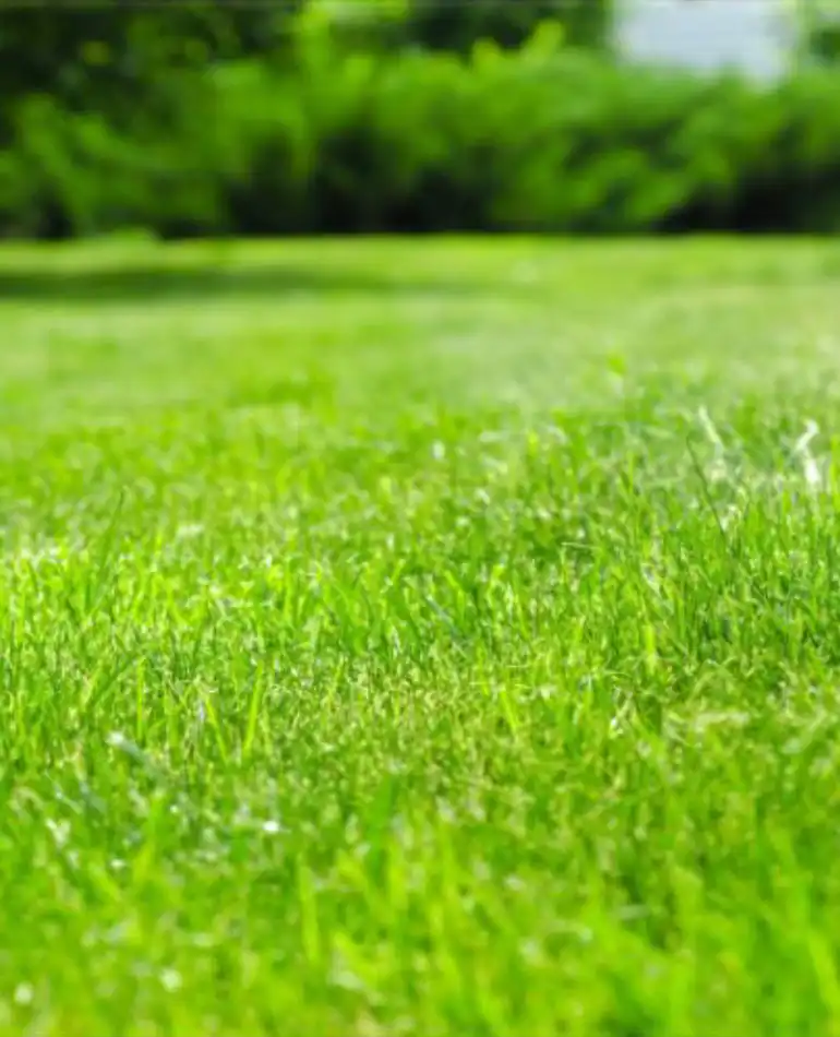 lawn